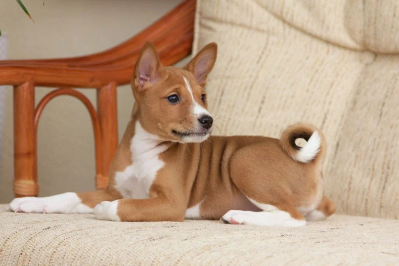 Basenji