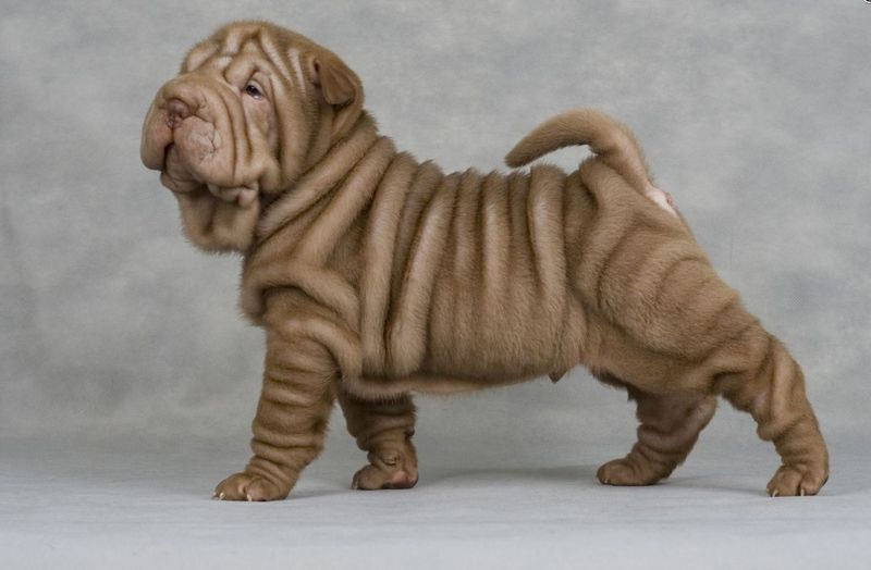 Shar Pei