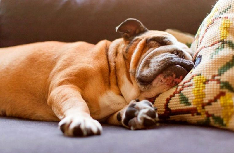 Les races de chiens les plus paresseuses