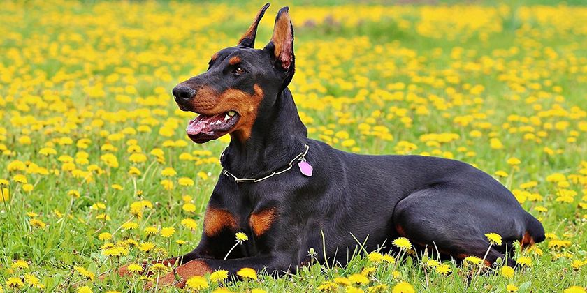 Doberman dans une clairière