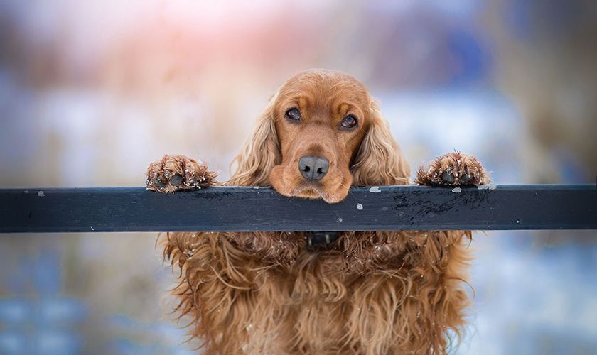 Cocker Spaniel rouge