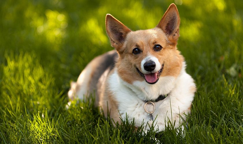 Corgi sur l'herbe