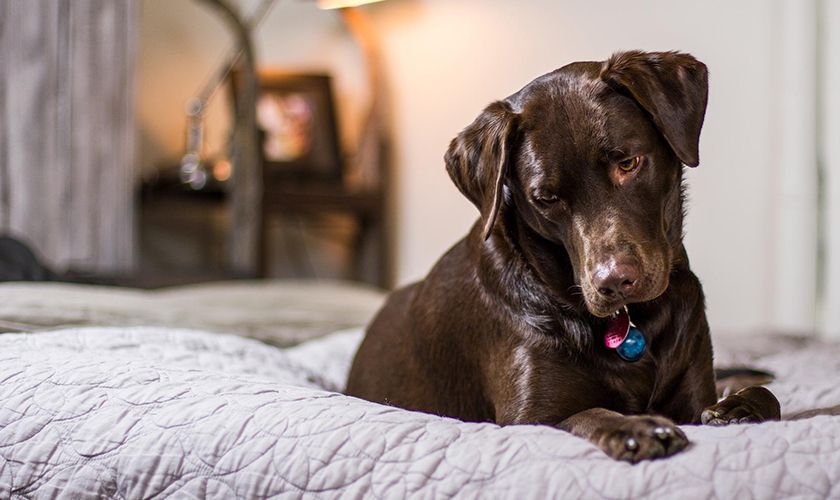Labrador dans l'appartement