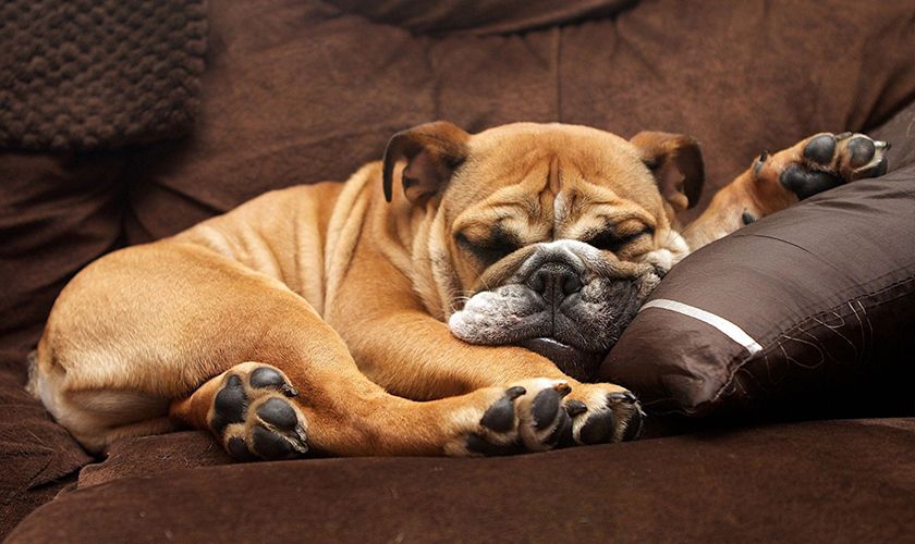 Le bouledogue dort