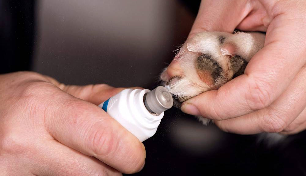Comment choisir un coupe-ongles sans danger pour votre chat ou votre chien