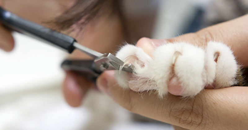 Quel est le meilleur outil pour couper les griffes des animaux de compagnie : un coupe-griffes ou une lime électrique ?