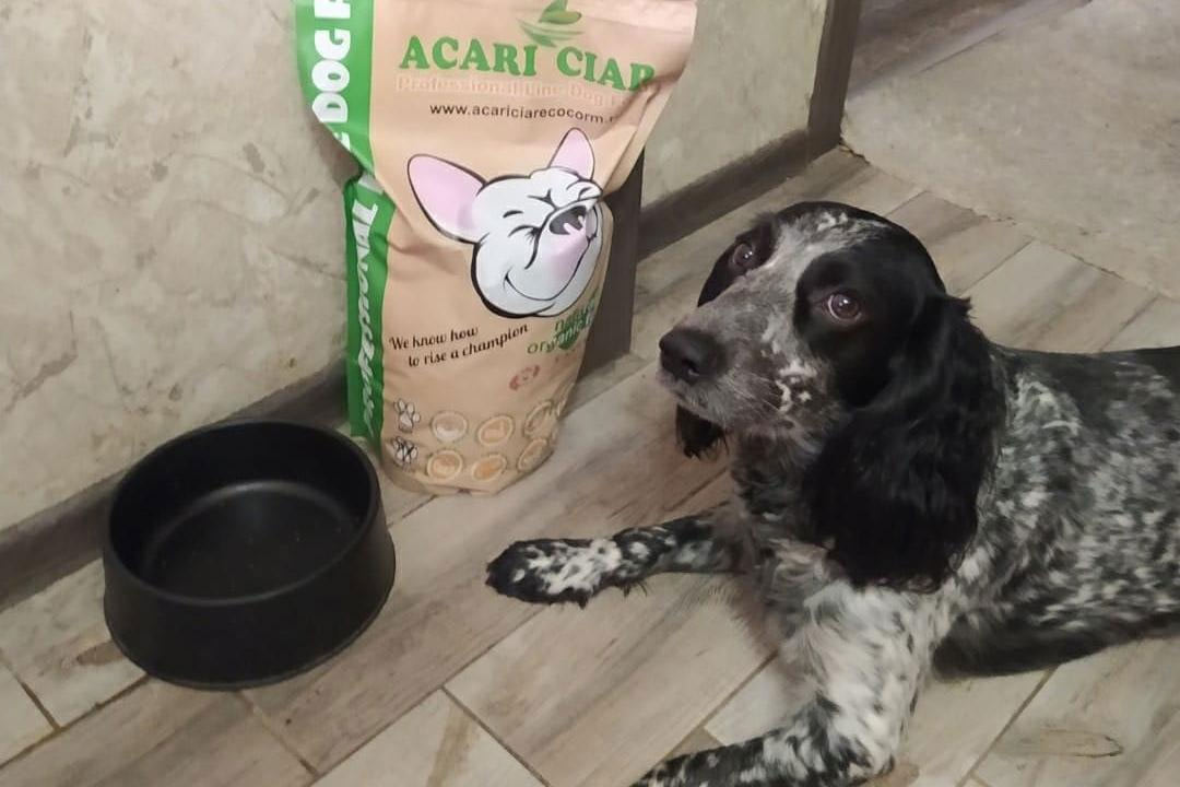 acariens et cocker spaniel