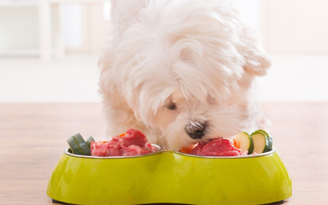 le chien mange de la viande crue