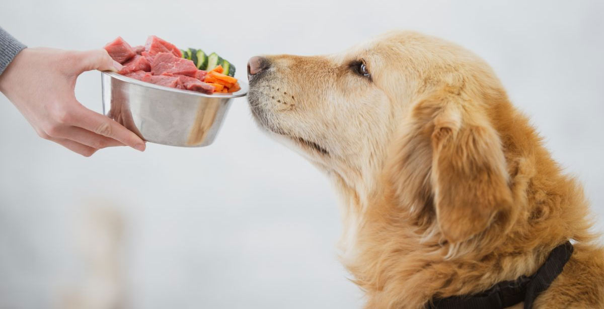 viande crue pour chien
