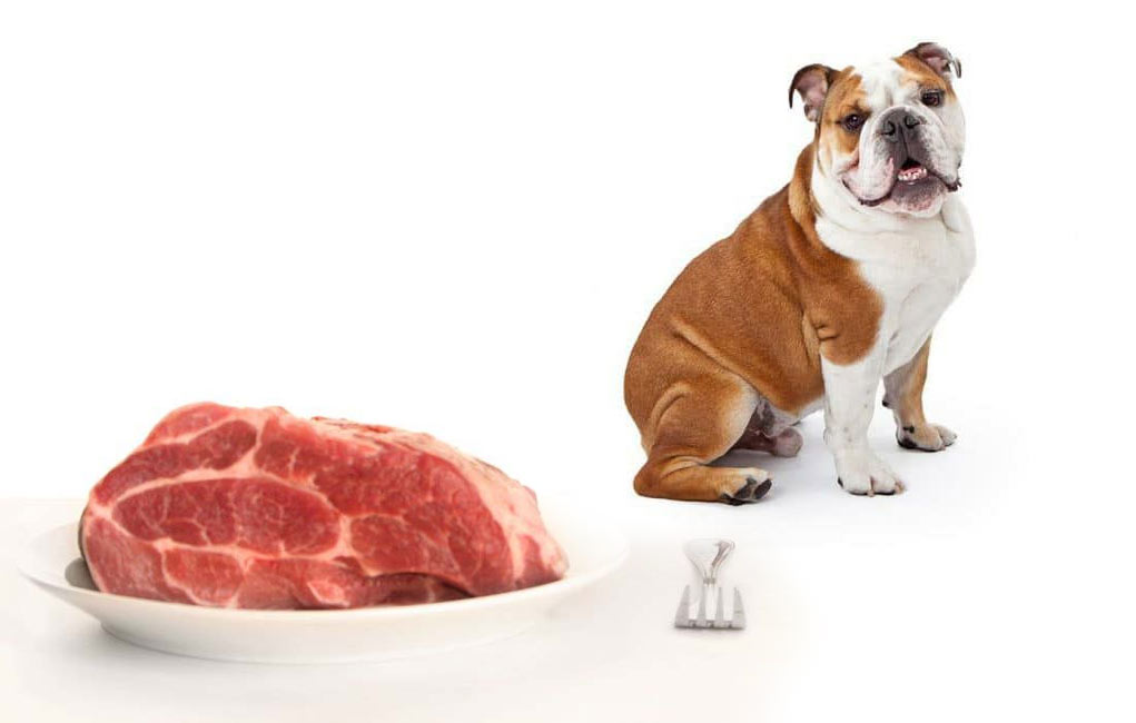 un bouledogue regardant de la viande crue