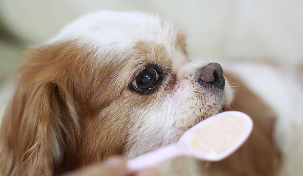 On donne au chien un médicament liquide
