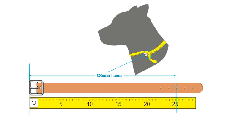 Comment mesurer le tour de cou d'un chien et choisir un collier