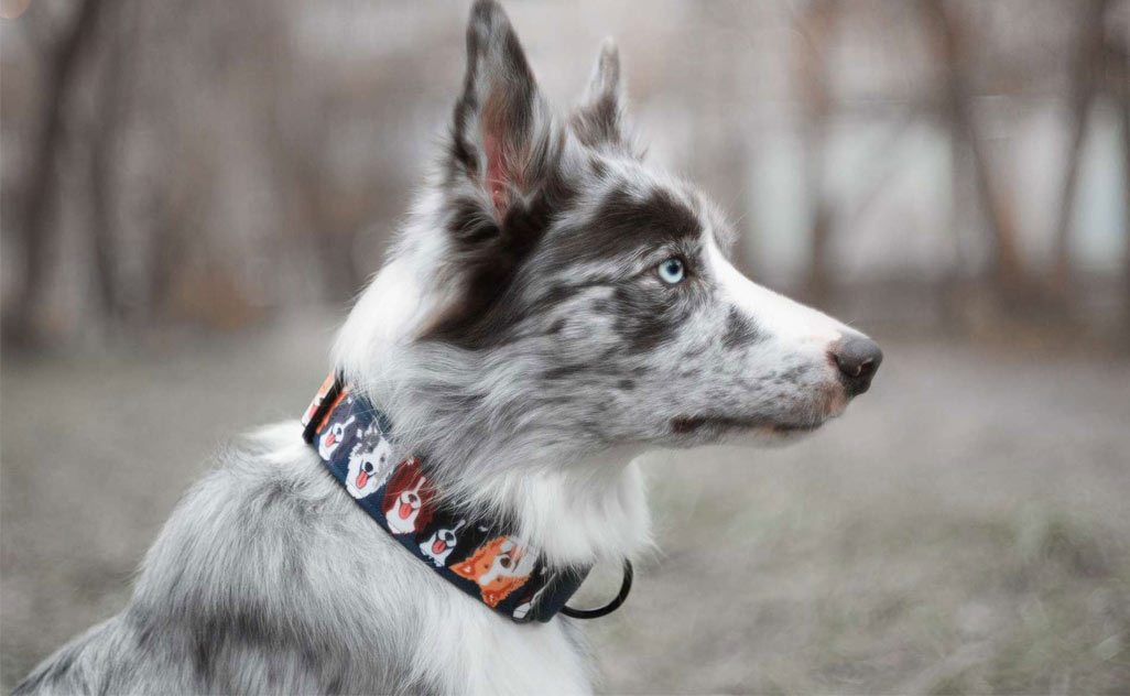 chien avec un collier