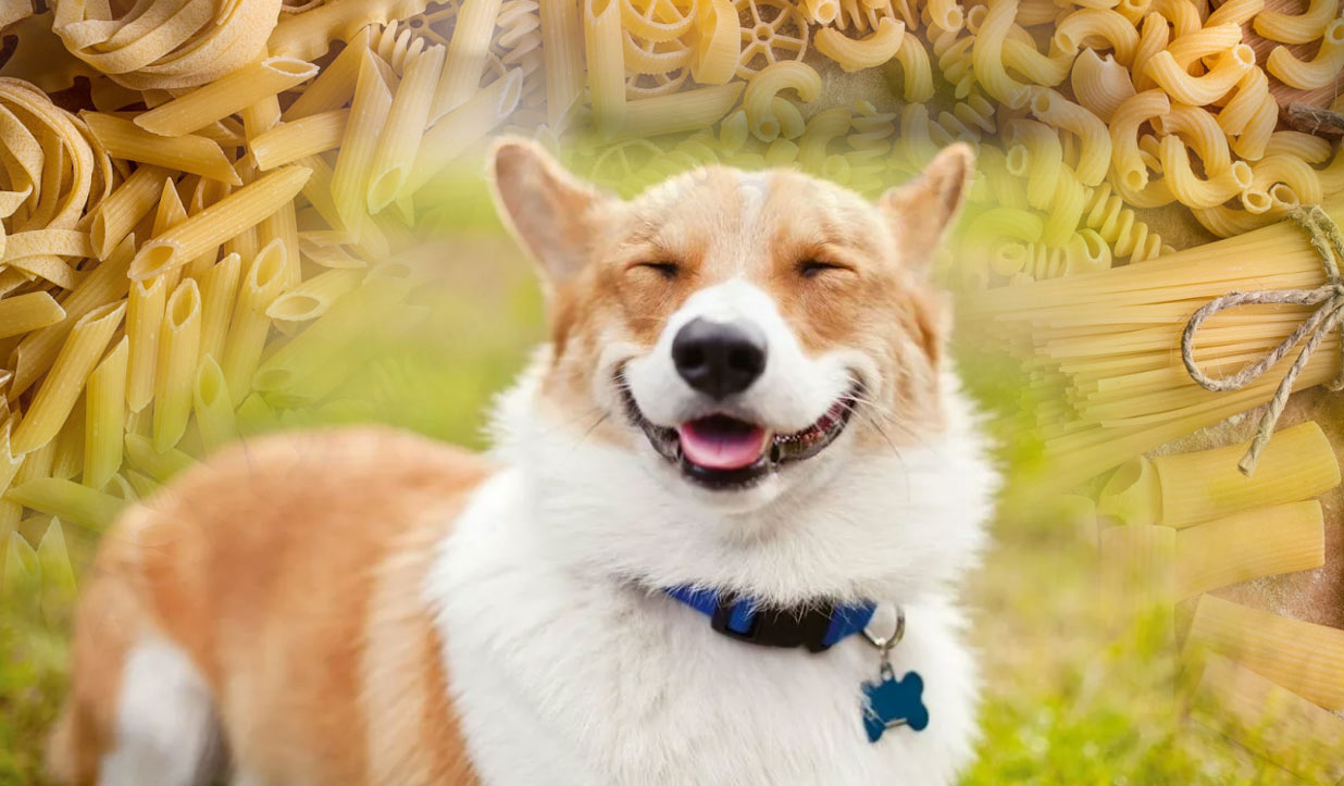 chien heureux et pâtes