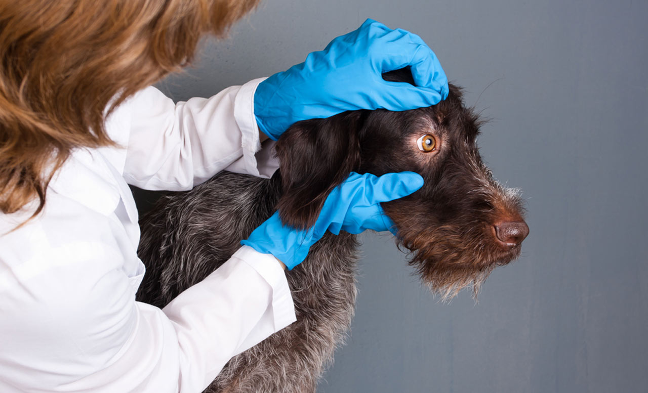 les yeux du chien regardent