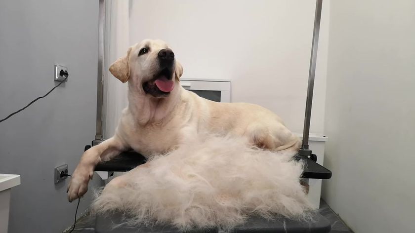 Labrador après une mue express