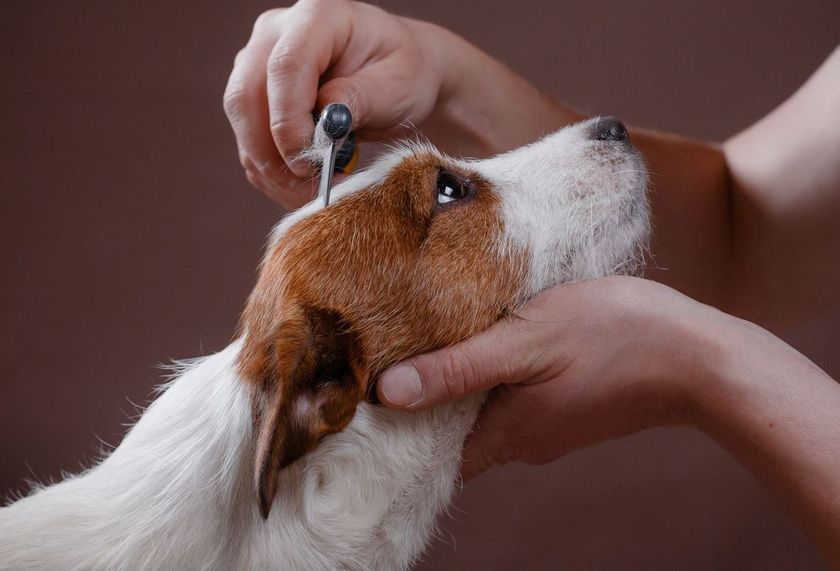 Chien avec son propriétaire