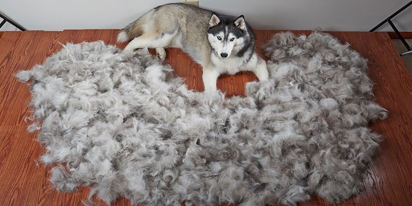 Mue express pour chiens et chats