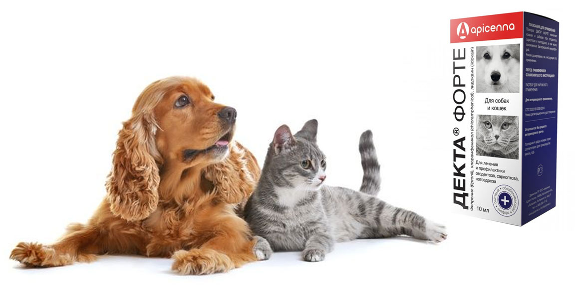 Decta Fotre pour chiens et chats