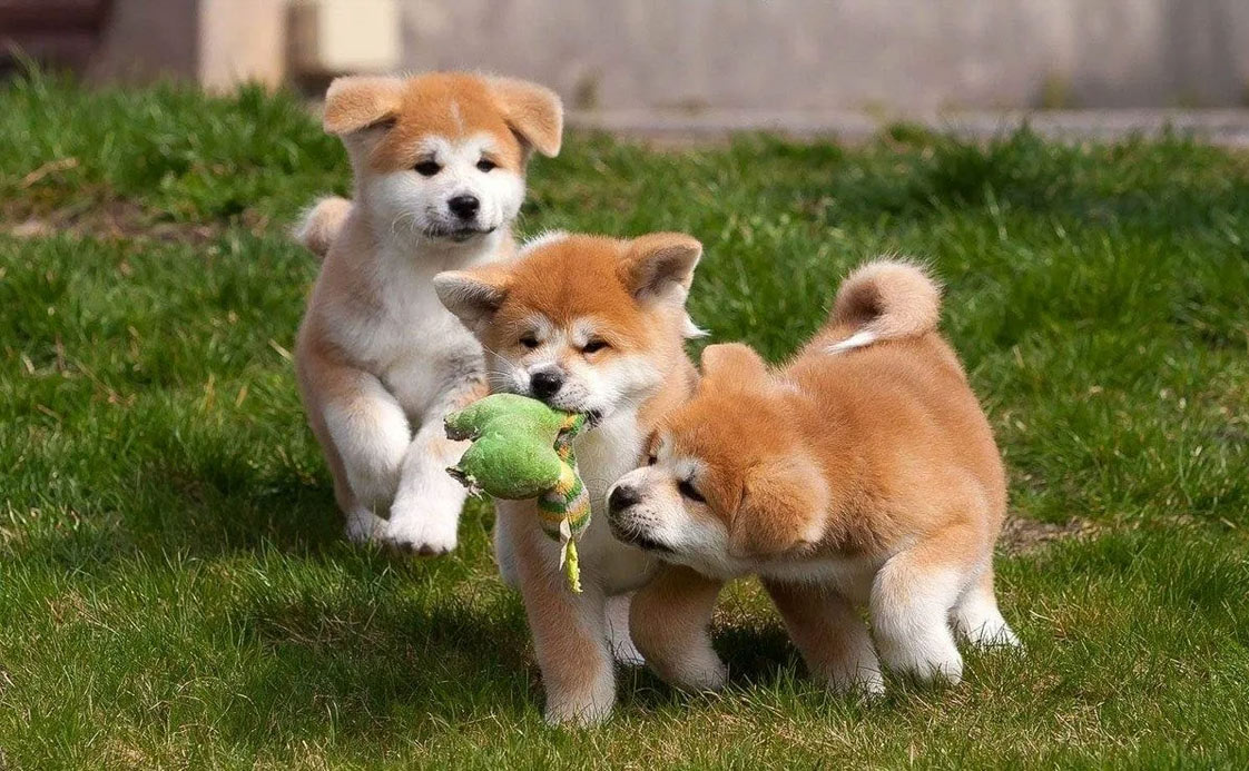 Noms de chiens intéressants et originaux de style asiatique