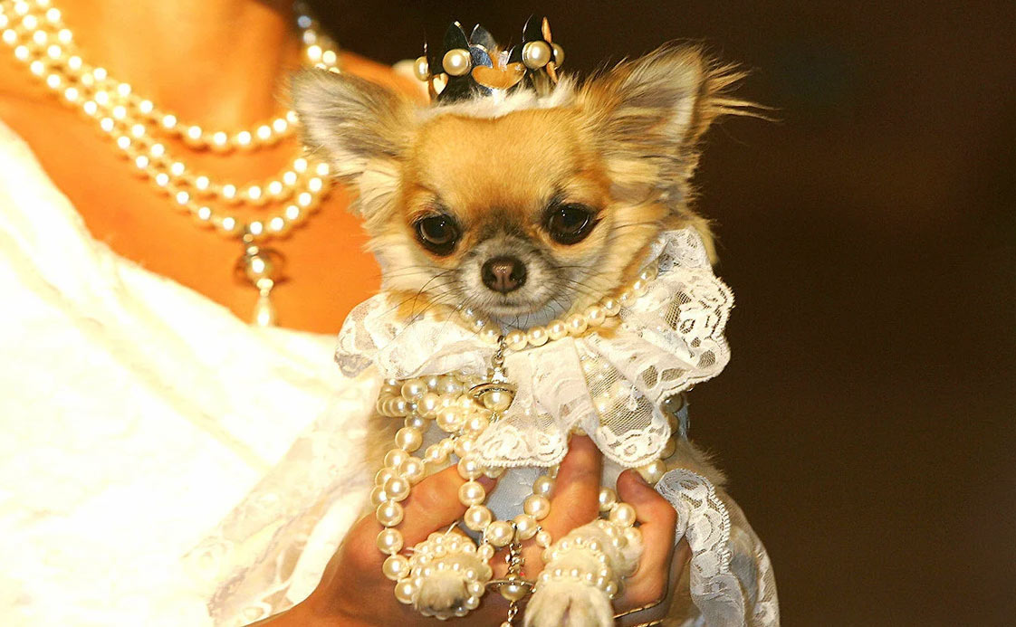 Des noms intéressants et originaux pour des chiens glamour