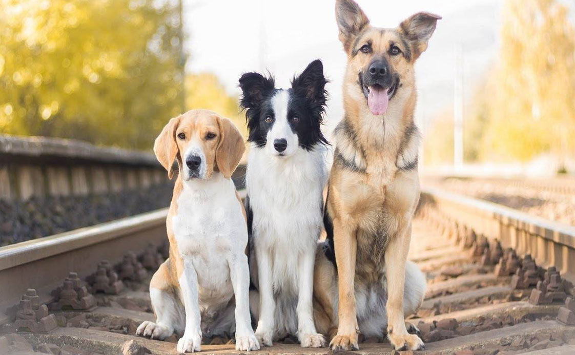 Noms intéressants et originaux pour chiens intelligents