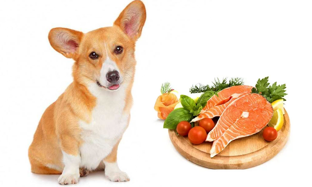 corgi et saumon