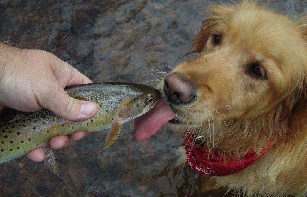 poisson cru et chien