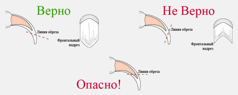 Comment couper correctement les griffes d'un chien avec un coupe-griffes