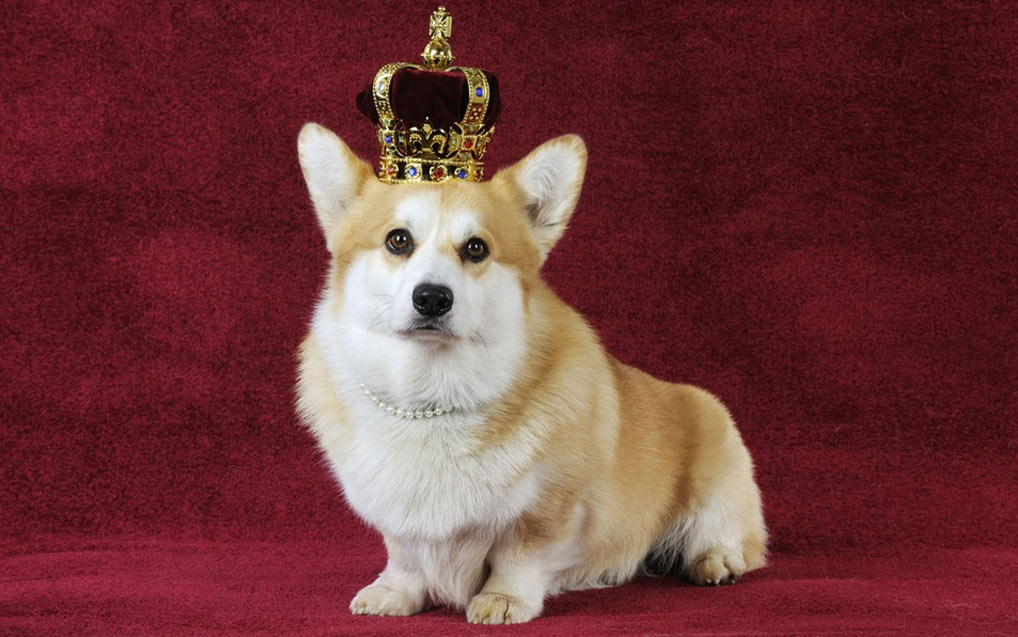 Noms de chiens royaux cool