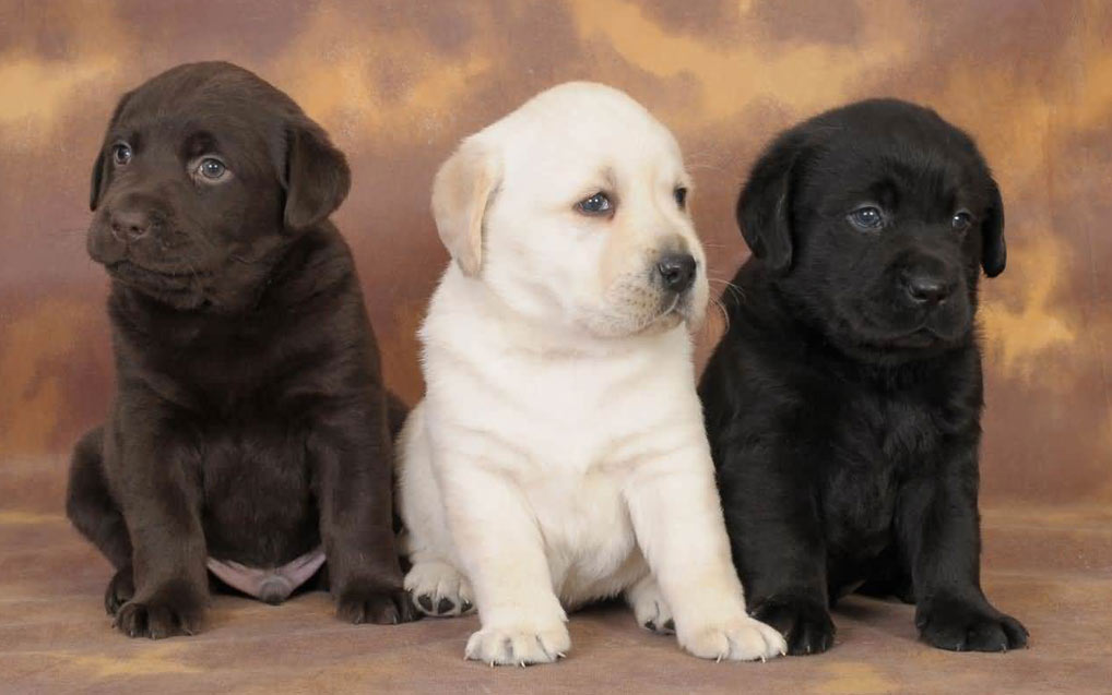 Noms de chiens mythologiques cool