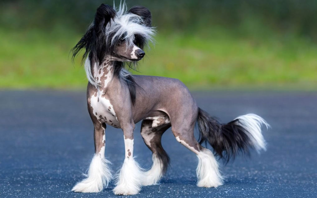 Noms de chiens originaux sur le thème de l'espace