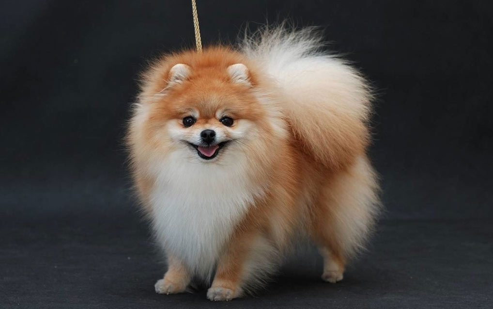 Noms de chiens cools pour l'informatique