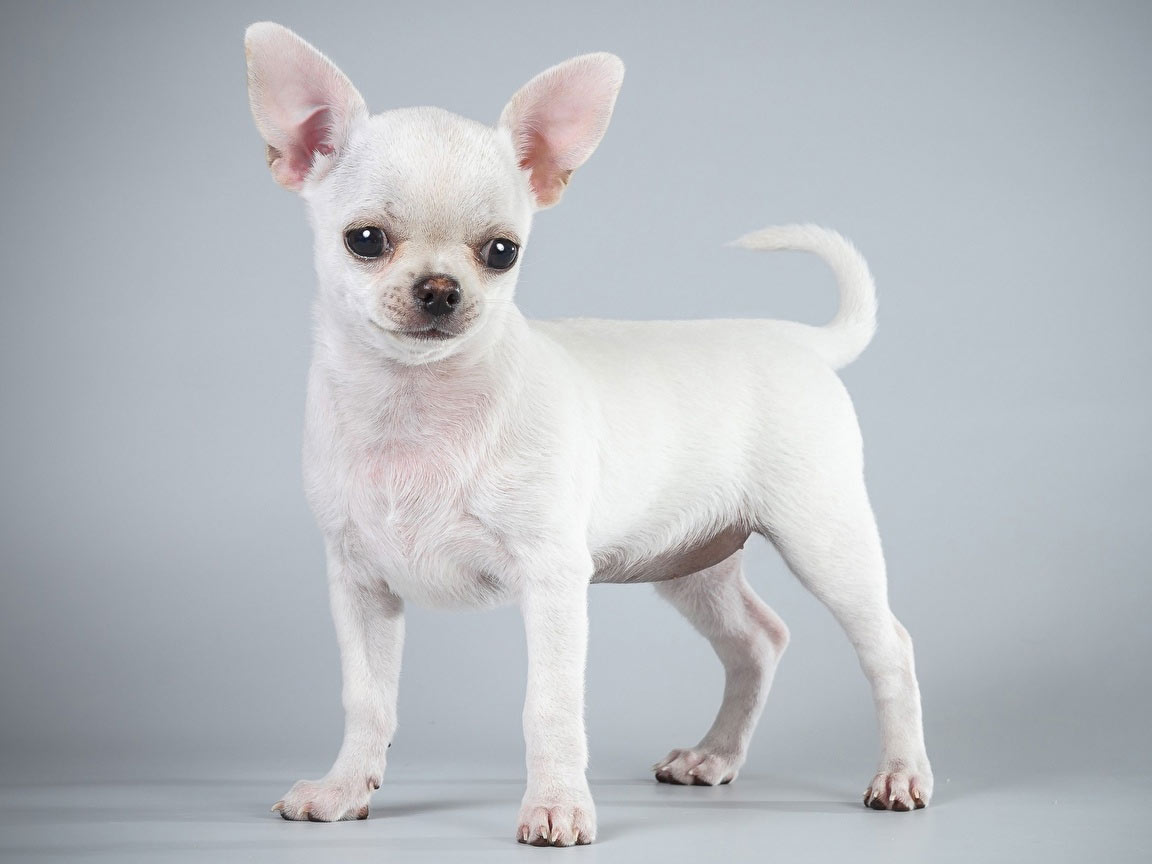 Les chihuahuas et autres races de chiens aux grands yeux