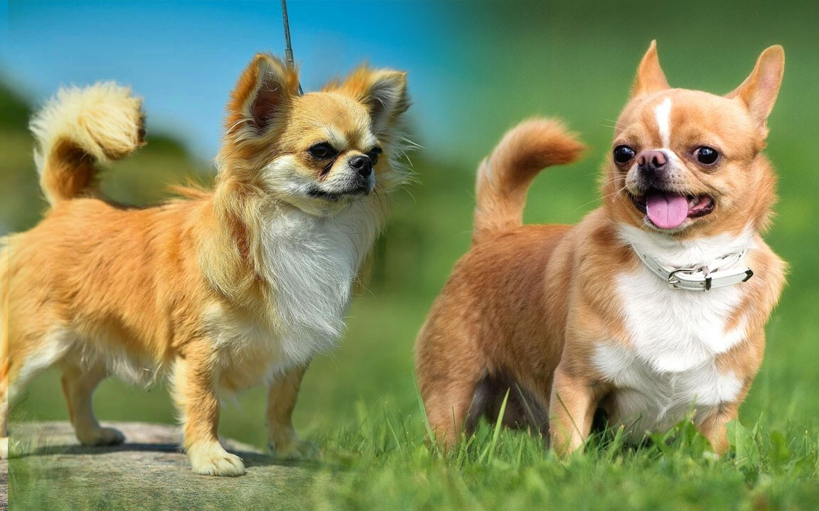 Chihuahuas - grands yeux et normaux