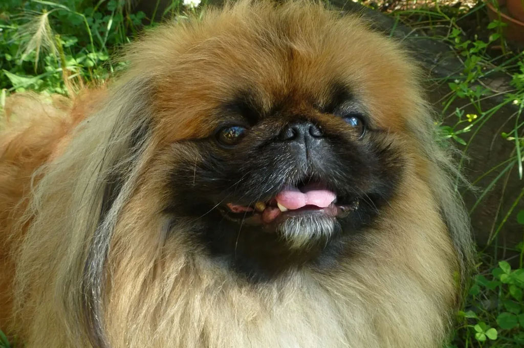 Pékinois et autres chiens aux yeux globuleux