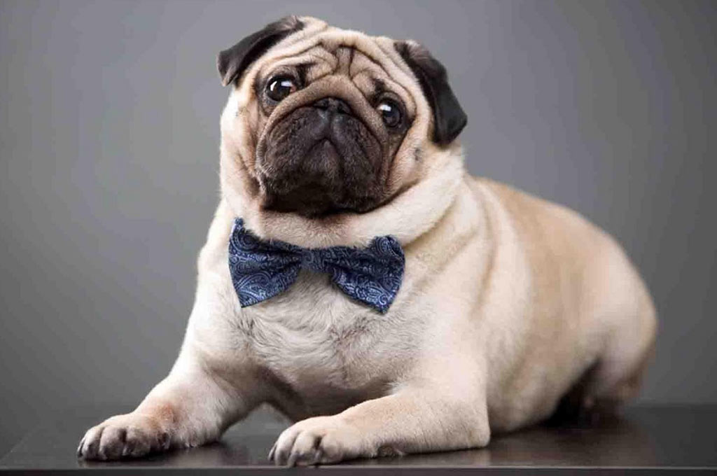 Carlin et autres races de chiens aux grands yeux