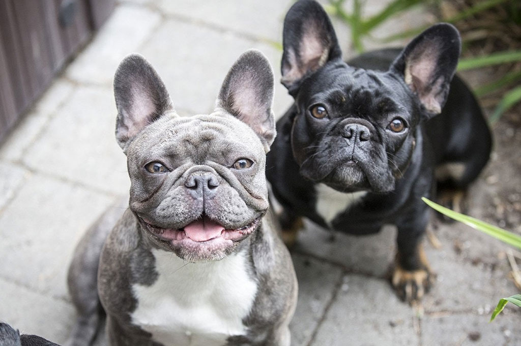 Bouledogue français et autres races de chiens aux grands yeux