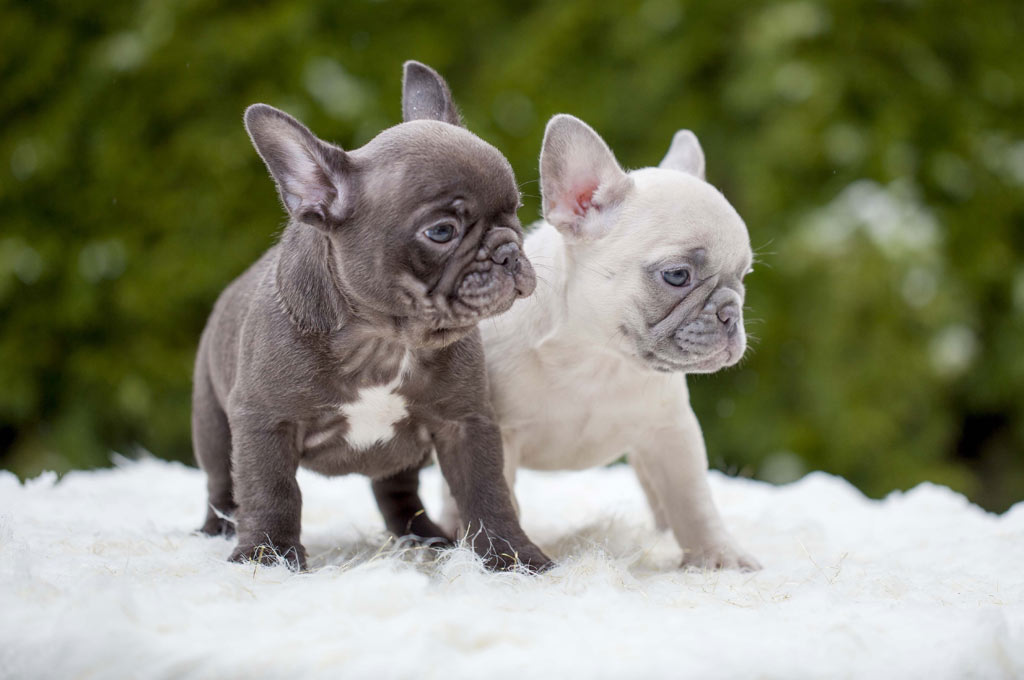 Bouledogues miniatures et autres chiens aux grands yeux