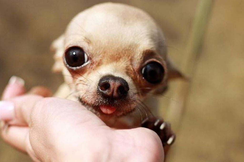 Les yeux exorbités chez les chiens sont-ils normaux ou anormaux ?