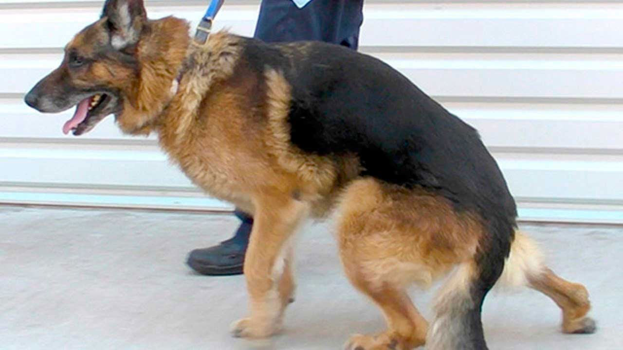 Le chien boite – raisons neurologiques