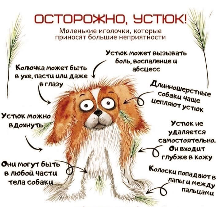 L'ustyuk est une cause fréquente de boiterie chez les chiens.