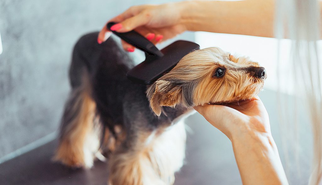 Chien chez le toiletteur