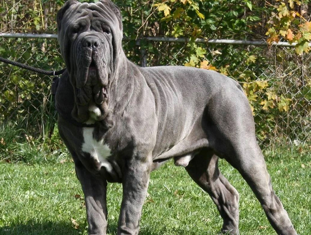 Mâtin napolitain gris