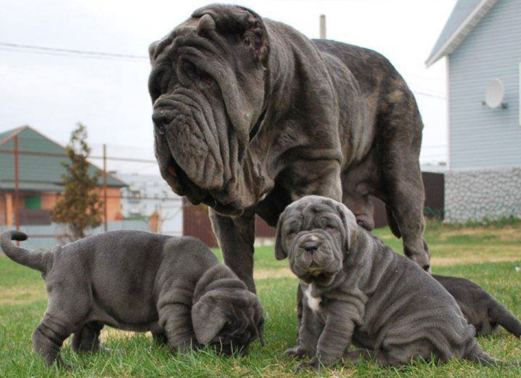 Chiots de mâtin napolitain