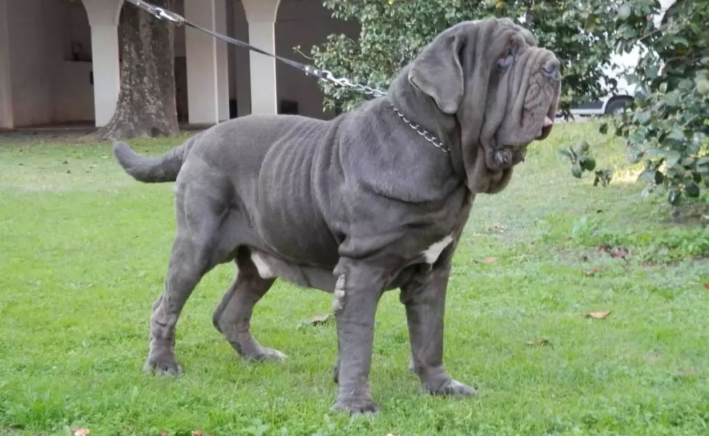 Mastino bleu