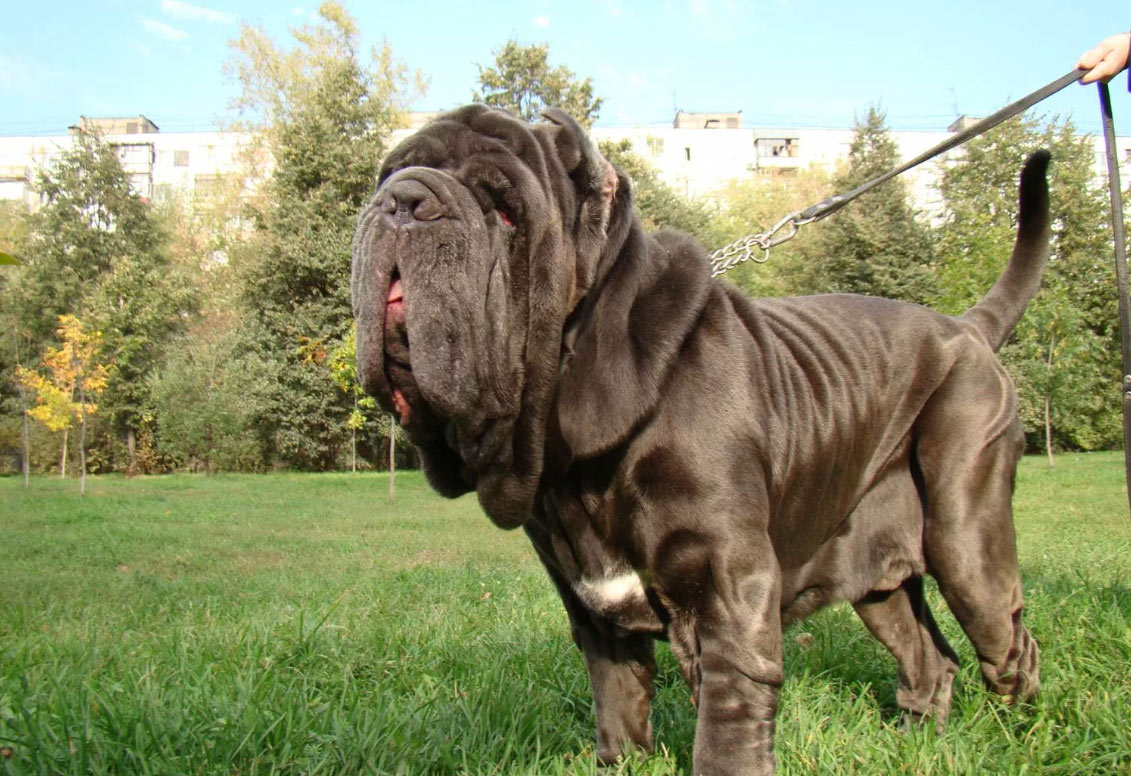 Caractéristiques du soin du dogue napolitain