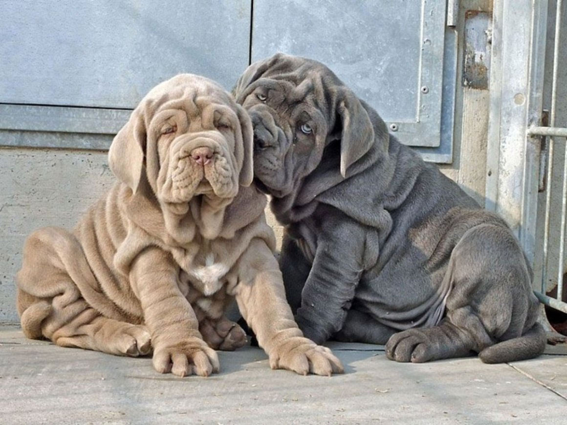 Chiots Mastino Napoletano - prix et où les acheter