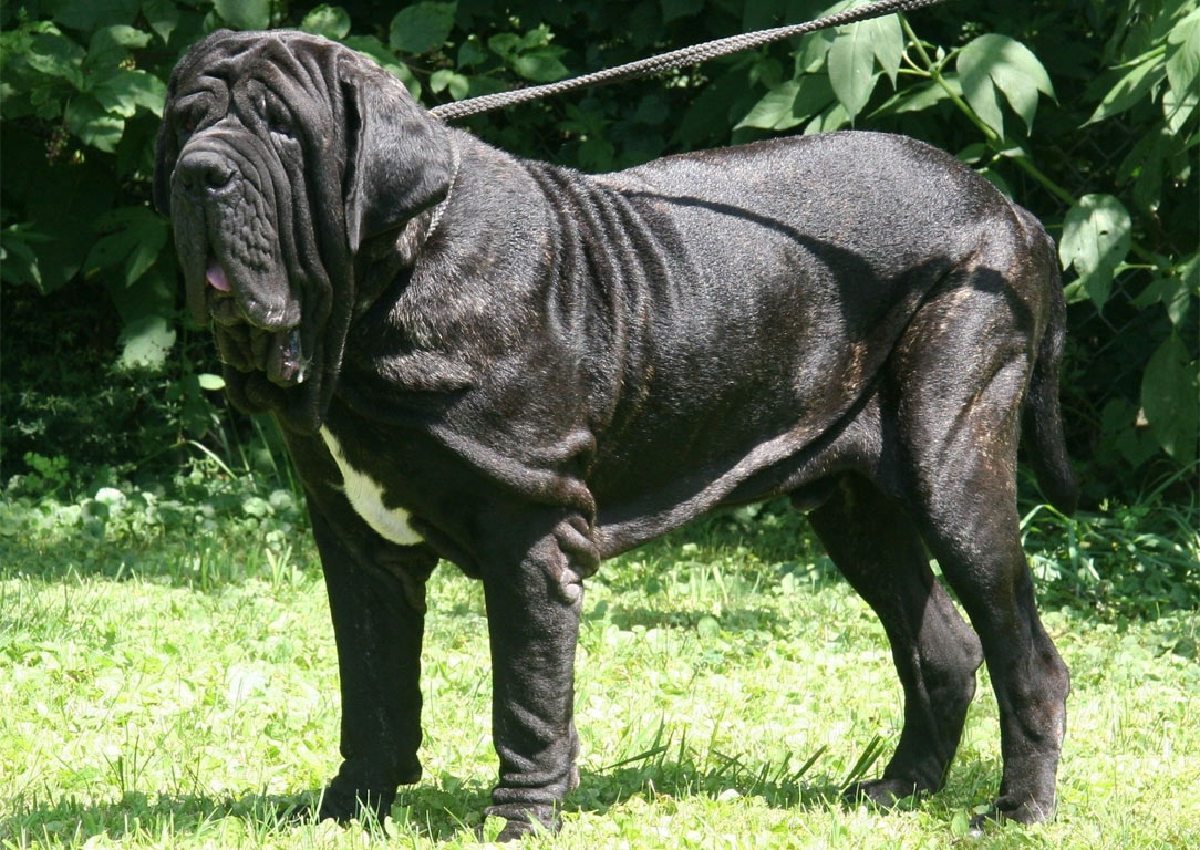 Mâtin napolitain noir