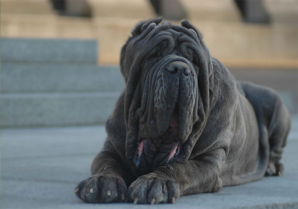 Mâtin napolitain gris